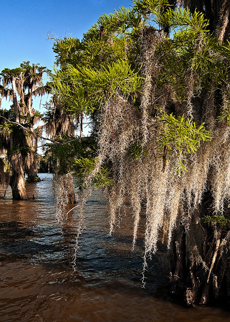 Lake Verret cypress swamp photography