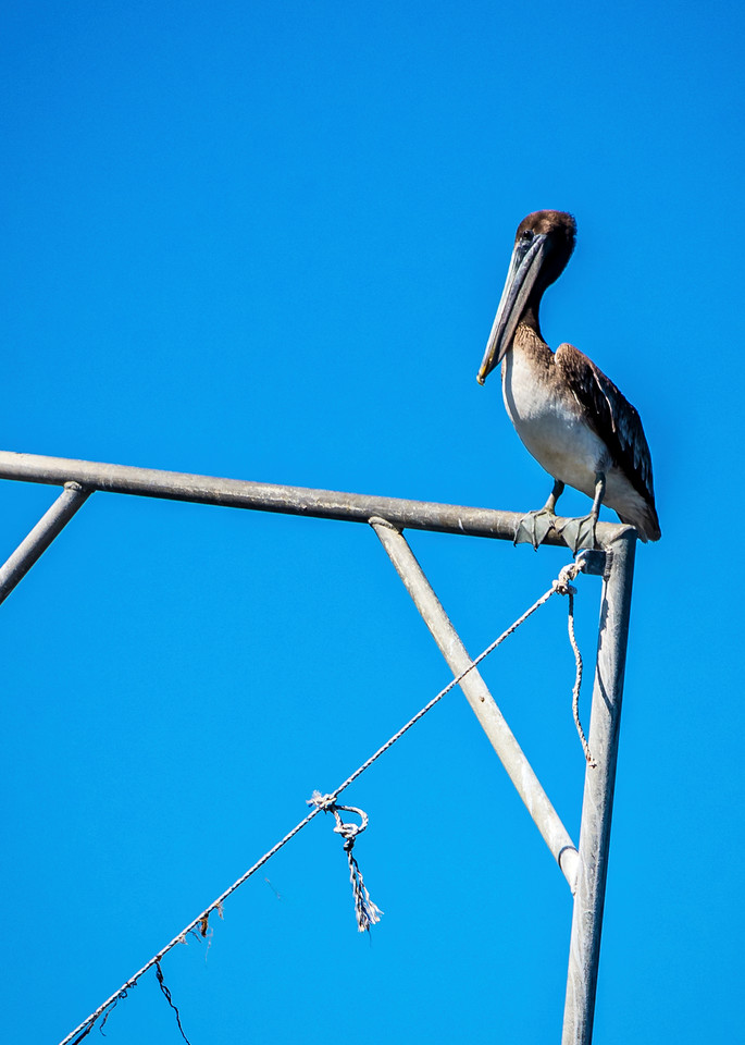 Louisiana Pelican at rest photography