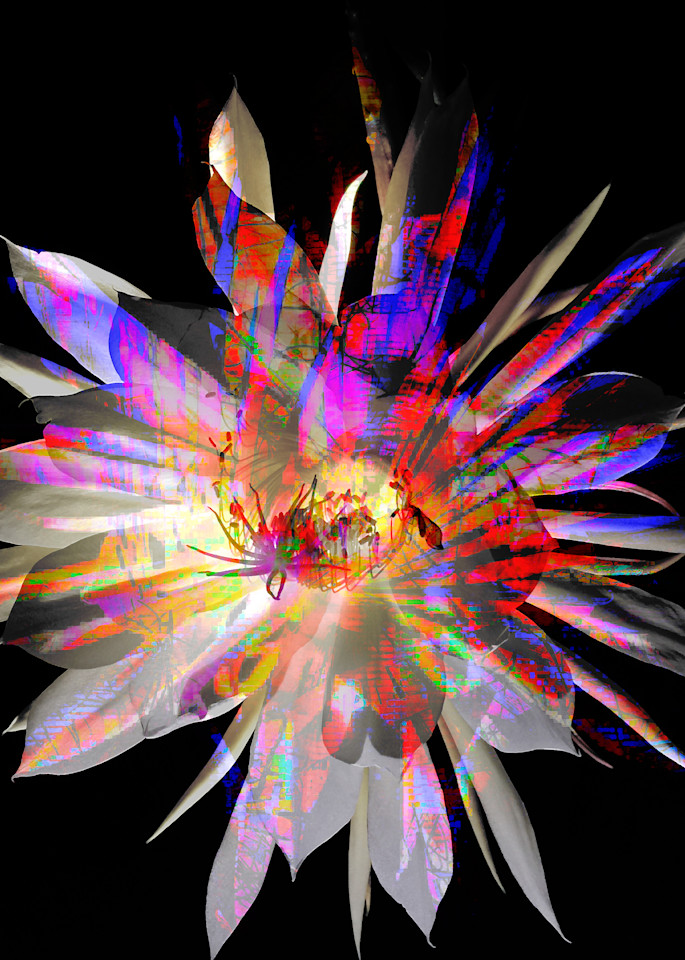 Epiphyllum Bloom Art | SkotoArt