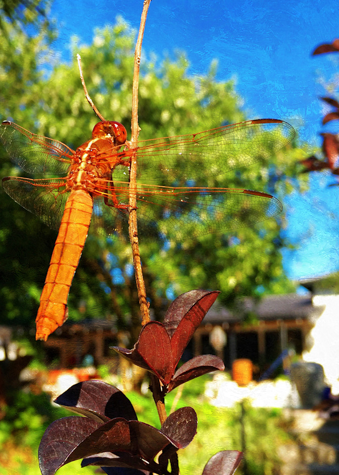 Dragonfly Art | SkotoArt