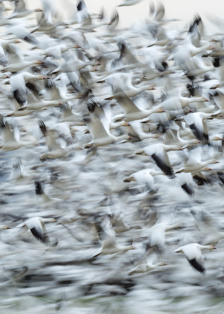 Snow Geese At Valley Road Photography Art | Seattle Digital Photography