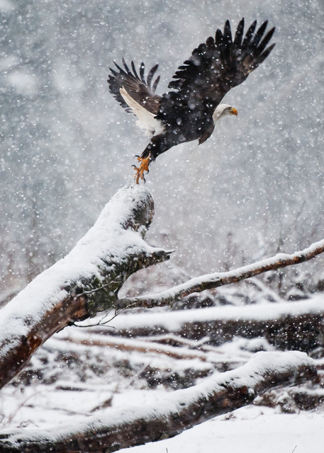 Bald eagle jumping in snow