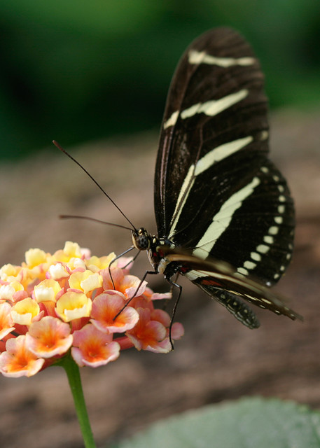 Butterfly - Black White Swallowtail Photo Print