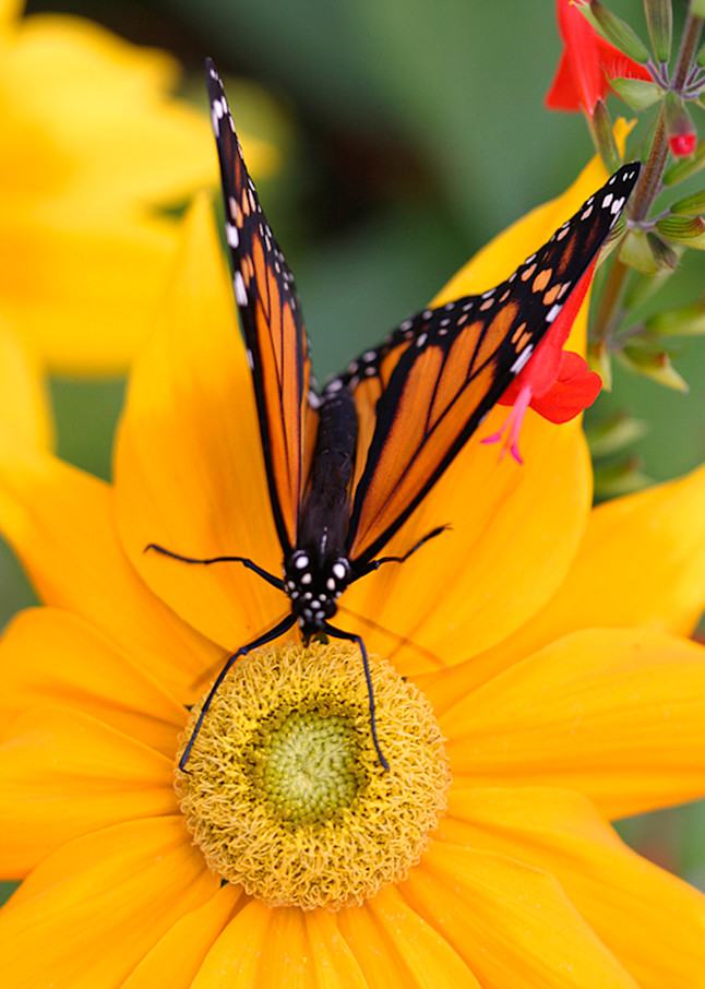 Butterfly - Monarch Photo Print