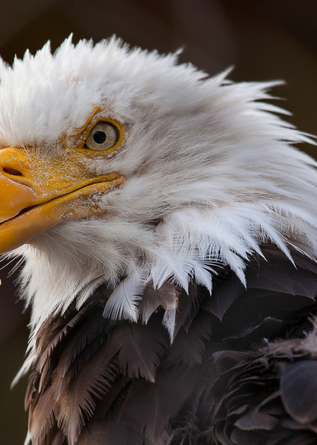 Angry Eagle Photo Print