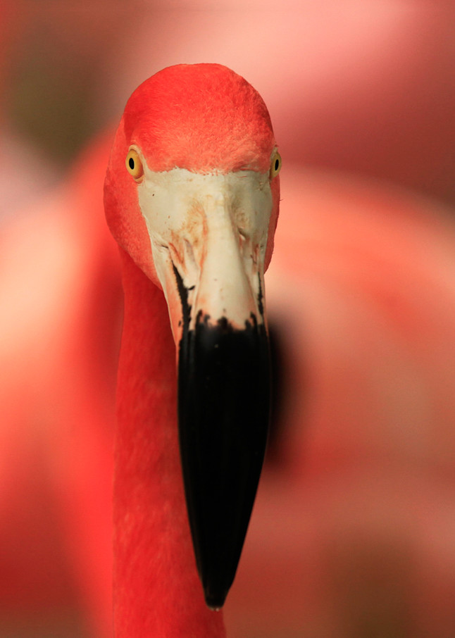 Flamingo - Bert Photo Print