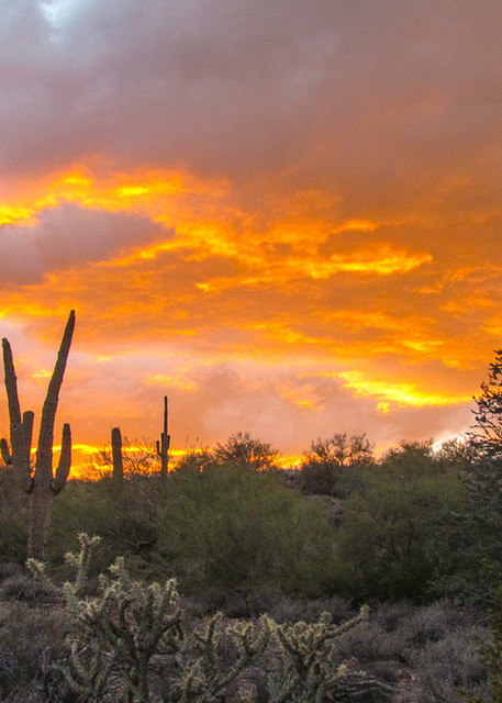 Saguaro Sunset Photo Print