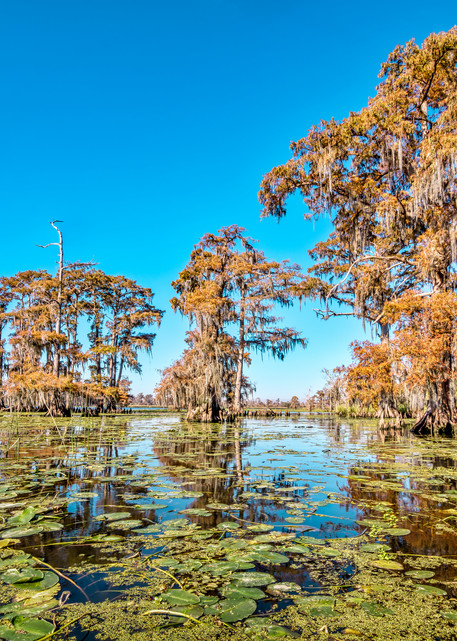 Louisiana fall swamp photography
