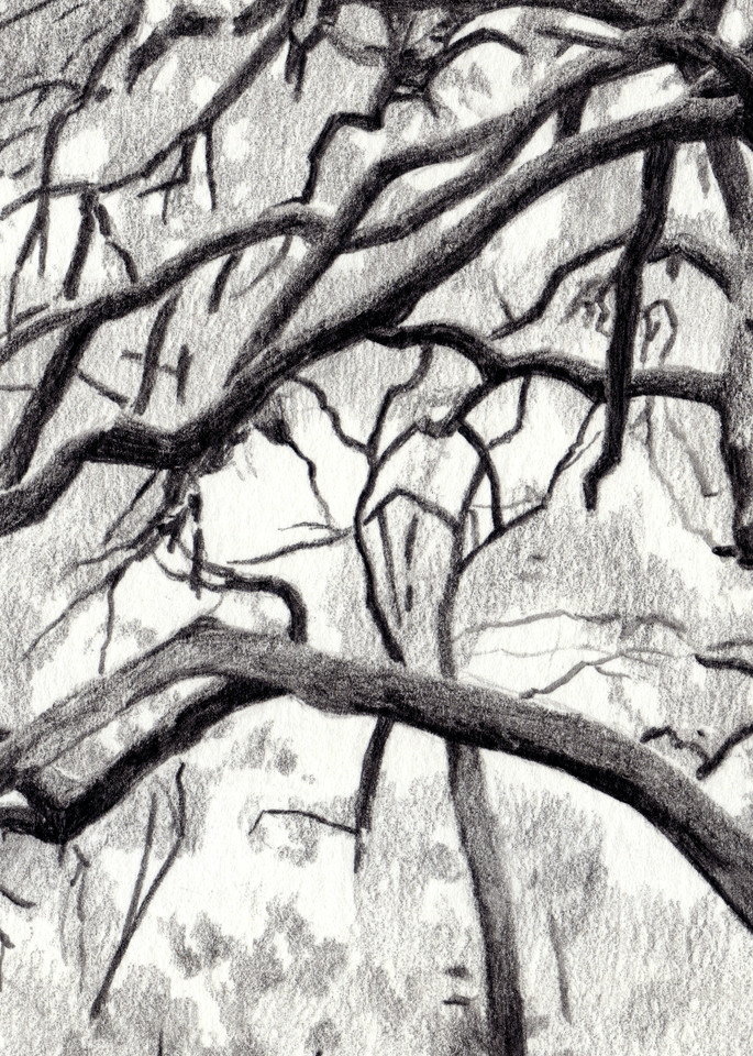 Live Oak, Drawings, The Art of Max Voss-Nester