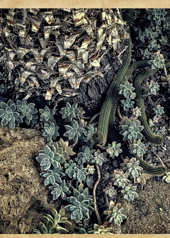 Succulents And Stone Photography Art | David Frank Photography