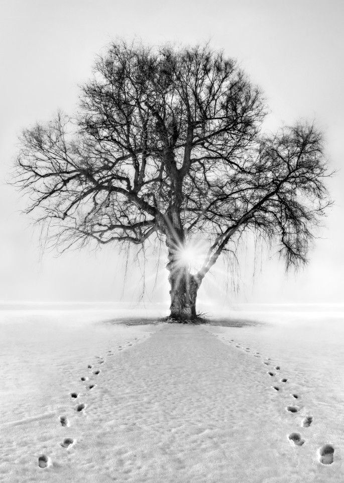 Meet Me Behind The Kissing Tree Art | Trevor Pottelberg Photography