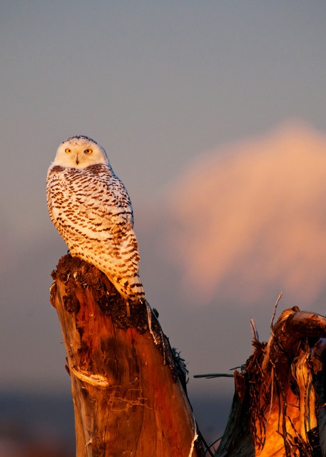 Snowy Owl Sunset in Boundary Bay