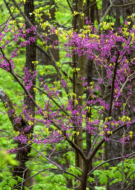 Redbud tree in spring bloom