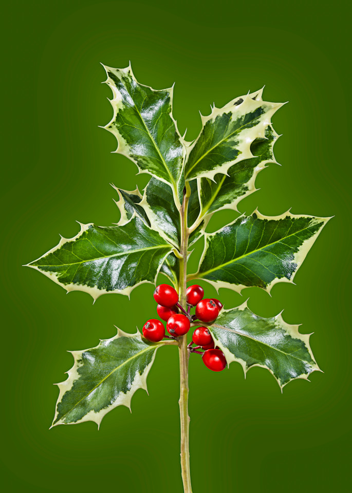 Holiday Holly - High Resolution Fine Art Photographic Print