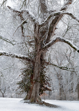 If you love trees: Grand Old Man, a color image by fine art photographer, David Zlotky
