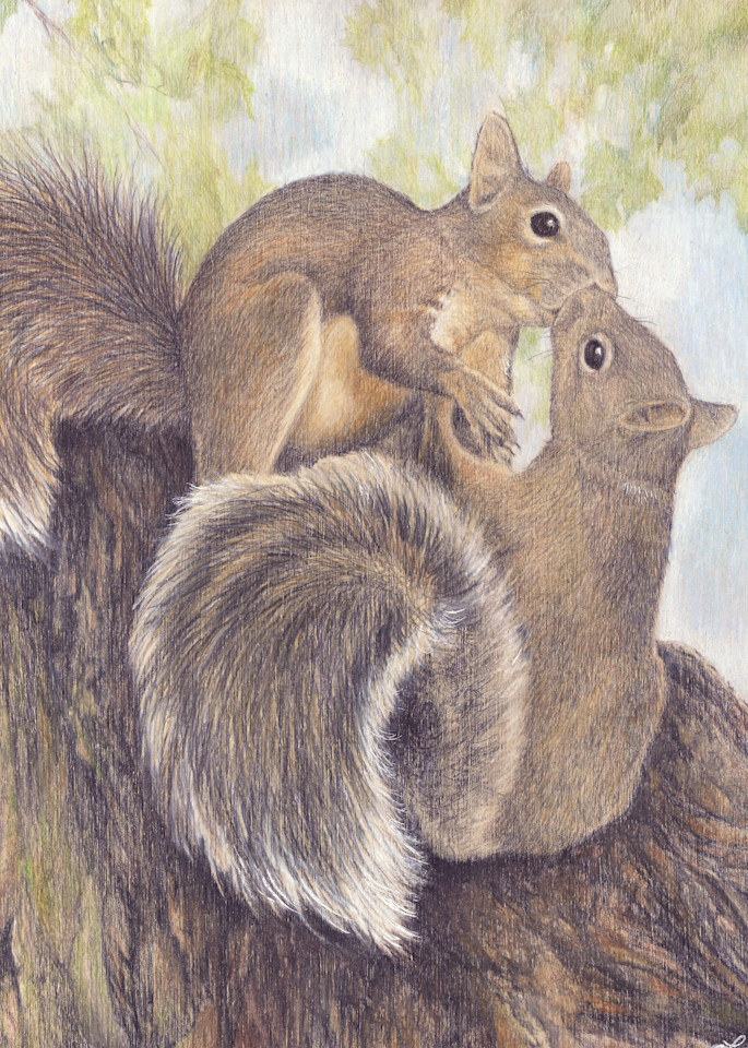 squirrels wildlife animals cute couple