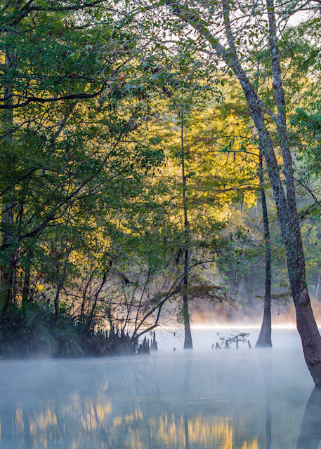 Morning Light at Ginnie Springs
