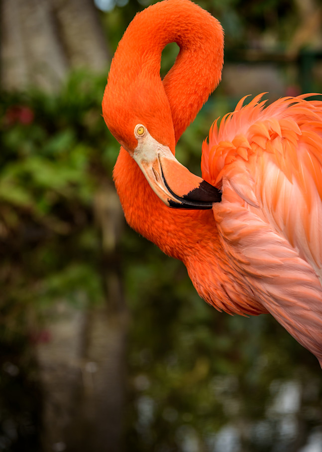 Flamingo Beauty Photography Art | Gingerich PhotoArt