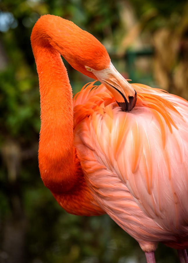 Preening Flamingo Photography Art | Gingerich PhotoArt