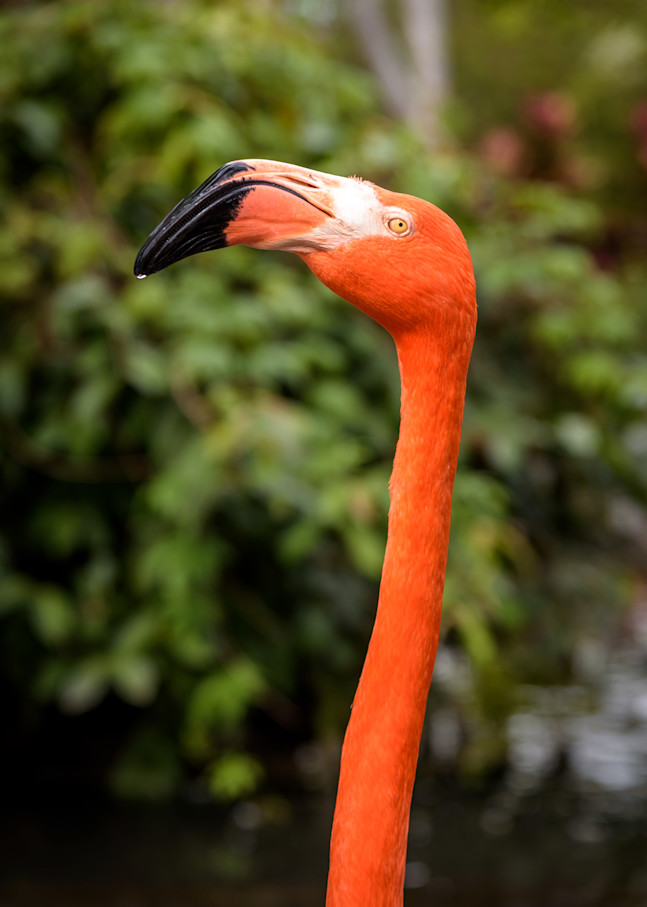 Flamingo Grandeur Photography Art | Gingerich PhotoArt