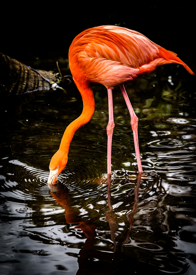 Imbibing Flamingo Photography Art | Gingerich PhotoArt