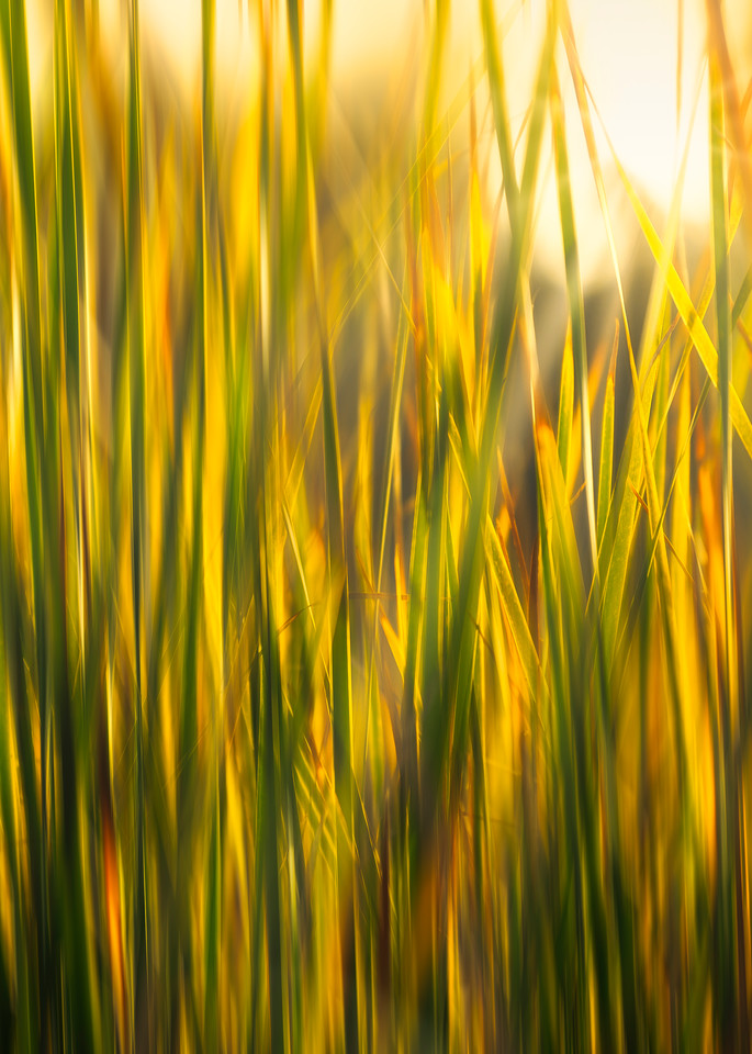 Fall Grass Art | James Patrick Pommerening Photography