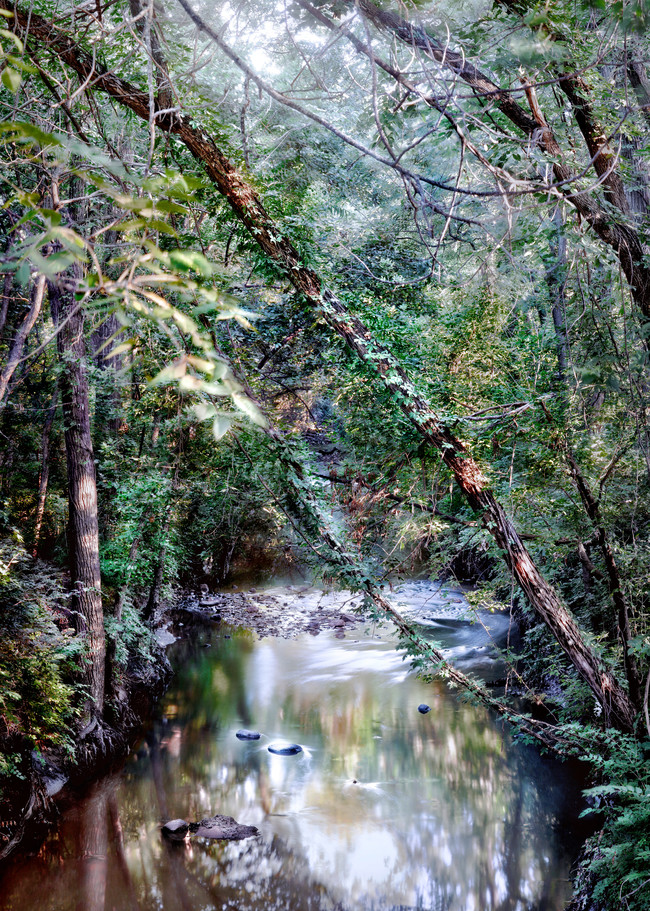 If You Love Trees Collection - color | Shunga Creek. This is a color, fine art photograph of a beautiful stream, by David Zlotky