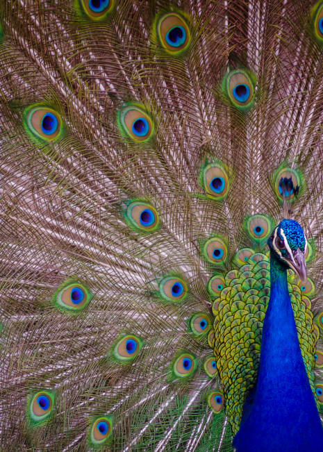 Peacock Plume Art | Jesse McLaughlin Photography