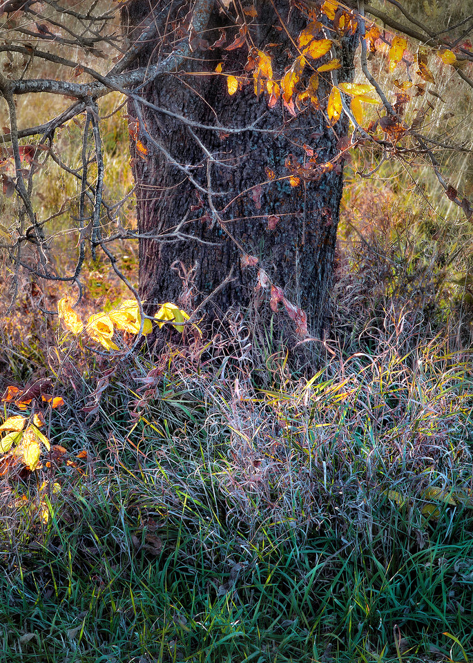If You Love Trees Collection - color | Grass Dance. A sensitively done fine art photographic image of a tree in Autumn by David Zlotky.