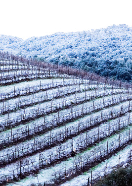 Snowy Vineyard by Josh Kimball Photography