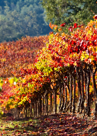 Harvest Vineyard by Josh Kimball Photography