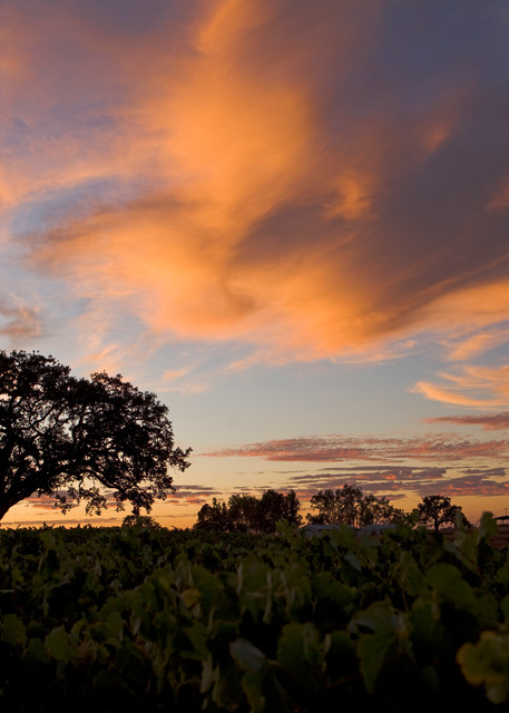 Summer Oak at Sunset by Josh Kimball Photography