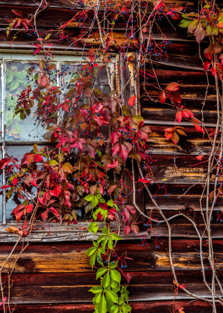 Rustic Barn 2 Photography Art | Gale Ensign Photography