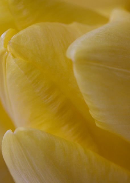 Fine art flower photograph yellow tulip floral photography