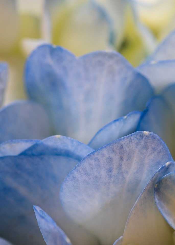Fine art flower photograph blue hydrangea petals detail floral photography