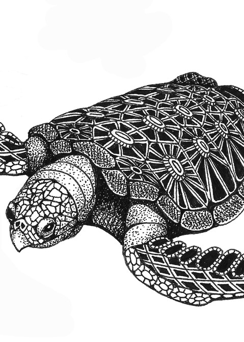 Sea Turtle (top)