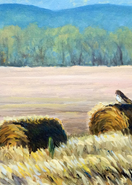 Hawk on a hay bale Fine Art By Hilary J. England