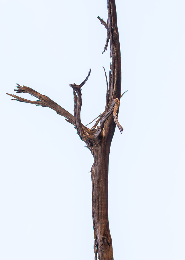 Desert Tree Reaching Photography Art | Nathan Larson Photography