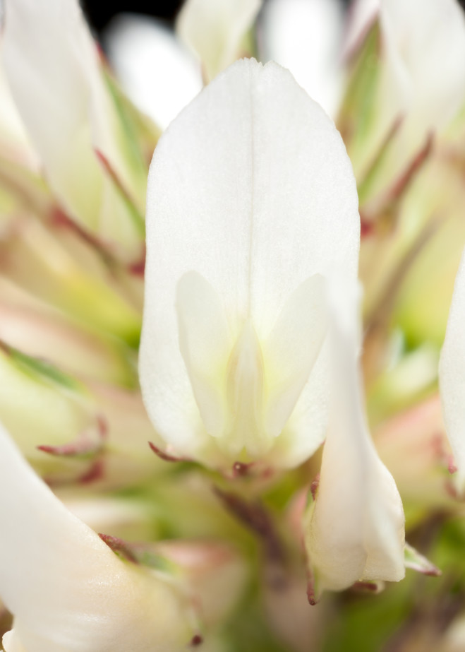 White clover flower macro, 4x life-size - shop prints | Closer Views