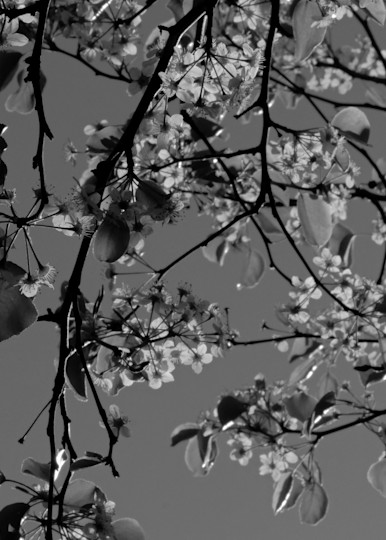 Leaves Blossums Yard 8 Art | Drone Video TX