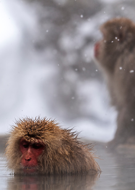 Snow monkey in snow at Jigokudani Nagano