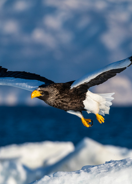 A stellar sea eagle flying over drift ice