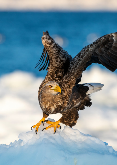 A white tailed eagle is about to fly