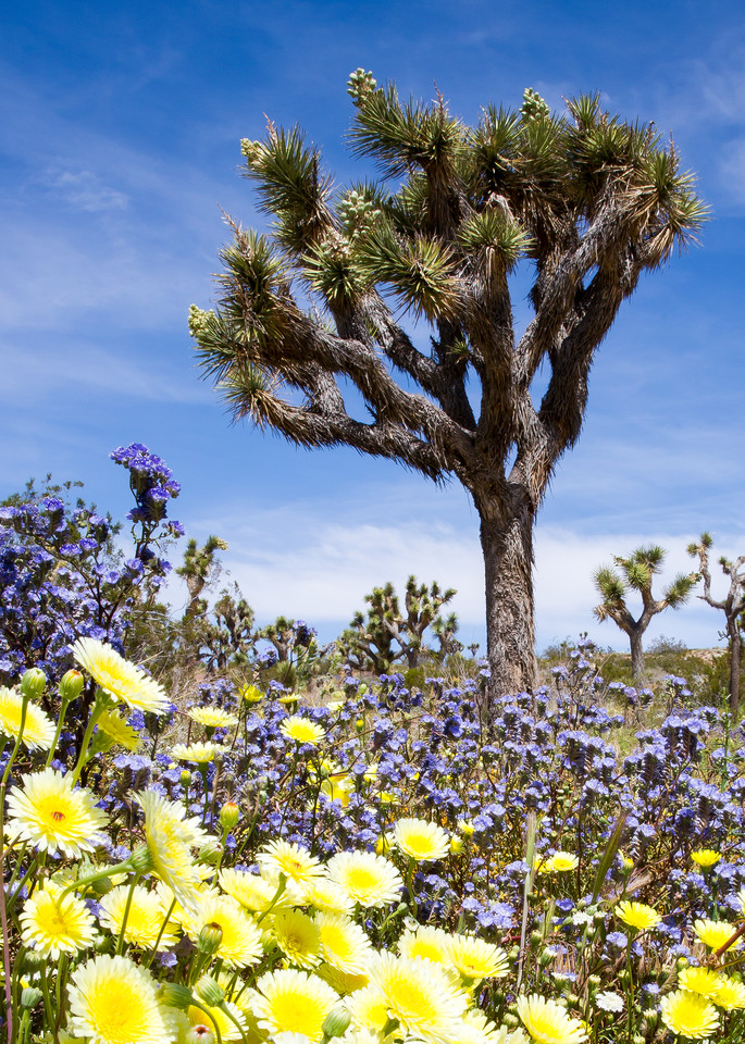 Mojave Spring Color Photography Art | Josh Kimball Photography