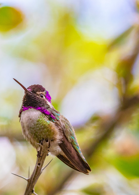  Male Costa's Hummingbird Photography Art | Streano-Havens