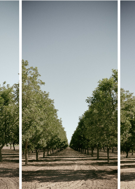 Orchard Triptych Photography Art | Nathan Larson Photography