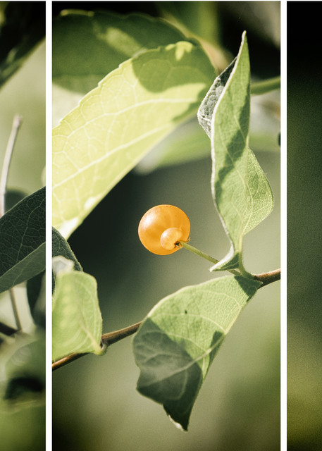 If You Forget Me Photography Art | Nathan Larson Photography