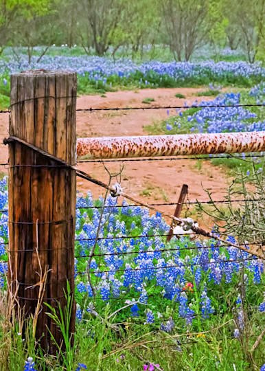 Bluebonnets And Fence 5 Colorful Art | Drone Video TX