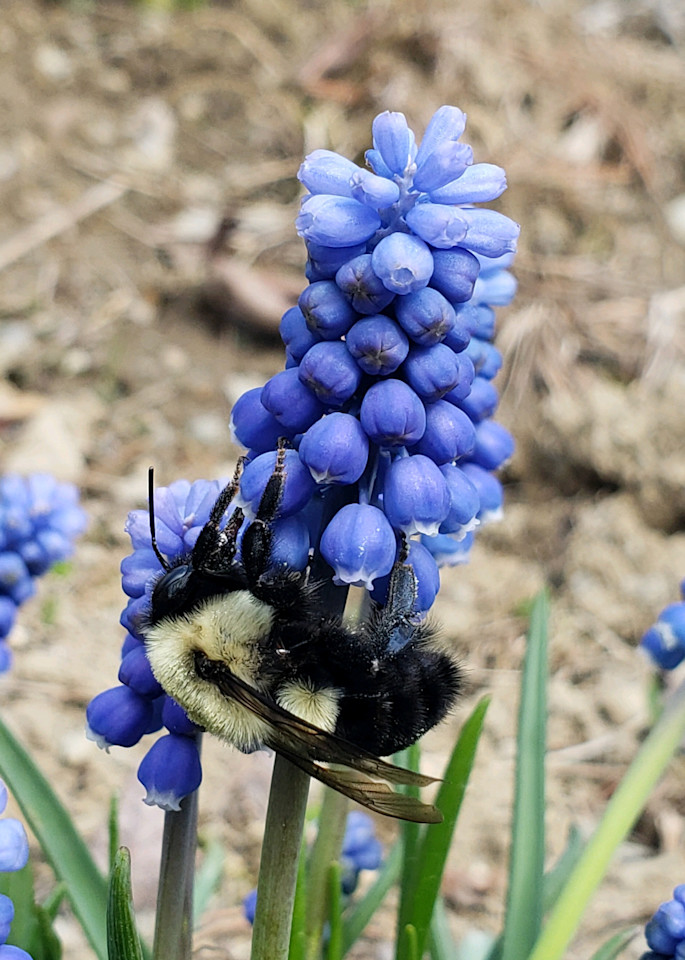 Hyacinth And Bee Photography Art | Fire Sign Creations, LLC