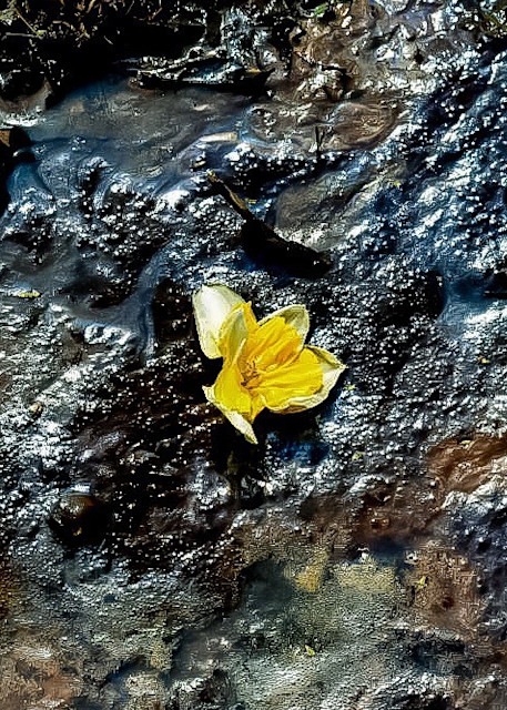 Yellow Flower Photography Art | Fire Sign Creations, LLC